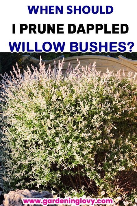 13 Best Techniques How To Prune Dappled Willow Tree Artofit