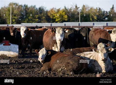 Beef Cattle Feedlot Hi Res Stock Photography And Images Alamy