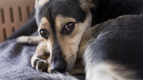 Perros se vuelven más negativos al oler estrés humano según estudio