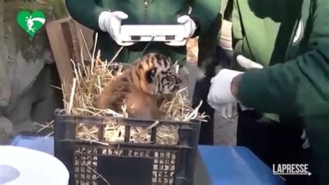 Roma Al Bioparco Nata Una Tigre Di Sumatra Video Dailymotion