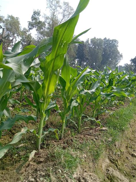 Maize Farm for Harvest are Cash Crops Stock Photo - Image of sweet ...