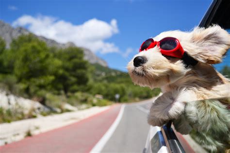 dog travel  tips  traveling   pup  kids