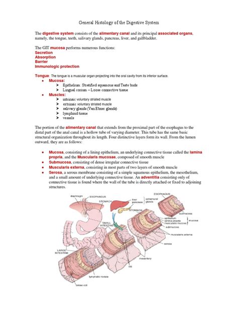 General Histology of The Digestive System | PDF | Respiratory Tract | Stomach