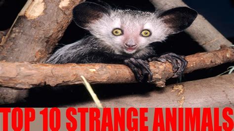 Top 10 Strange Animals You Probably Didnt Know Exist Most Amazing