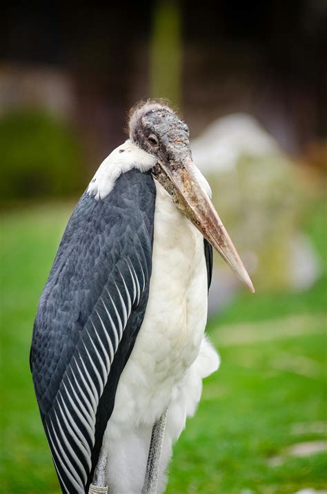 White and Black Bird With Long BeakFree Stock Photo