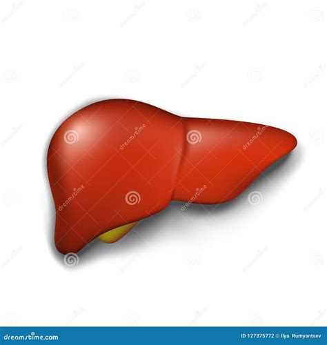 Healthy Human Liver Vector Illustration Stock Vector Illustration Of