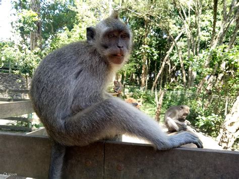 Ubud Monkey Forest and Butterfly Park Half Day Tour - Klook