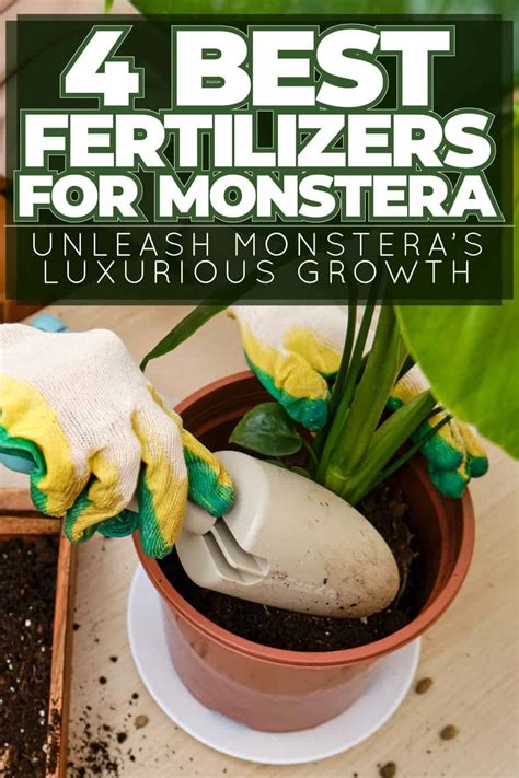 Best Fertilizers For Monstera Unleash Monstera S Luxurious Growth