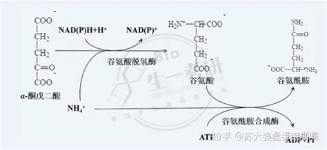 生物化学思维导图 氨基酸与蛋白质代谢 知乎