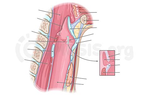 Pharynx Larynx Trachea Anatomy