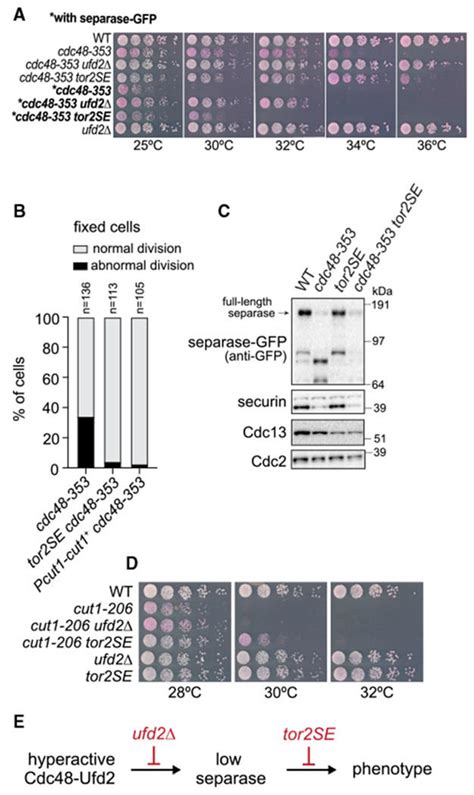 Mutation Of Tor Rescues Both Growth And Mitotic Defects In The