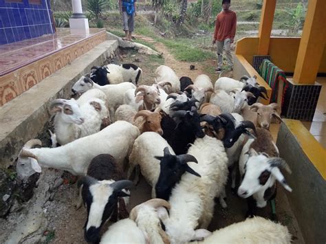 Ternak Kambing Gibas Modern 2018 Efektif Cepat Gemuk Dengan Pakan