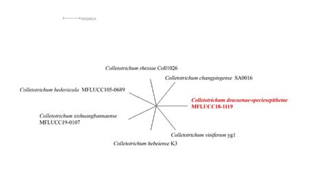 Colletotrichum Dracaenae Speciesepithetae Facesoffungi Number Fof