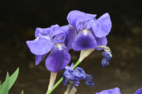 Fotos gratis naturaleza púrpura pétalo botánica azul jardín