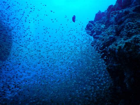 沖縄石垣島の海中風景 小魚の群れ フリー（無料）写真素材 ダウンロード Blue Green