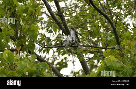 Adult Kingbird With Chicks Stock Videos And Footage Hd And 4k Video