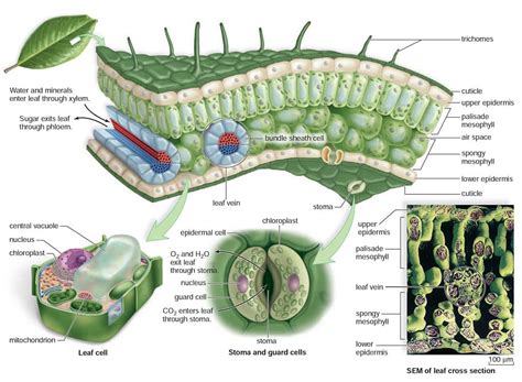 Leaf Cell Diagram And Functions Leaf Anatomy Worksheet