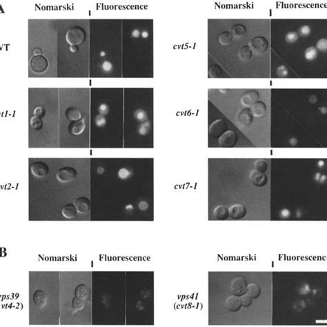 Vacuolar Morphology And Acidification In Cvt Mutants Yeast Strains