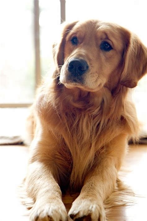 lovely pets : The 10 best family dog breeds