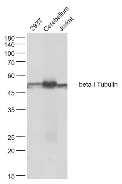 Tubulin