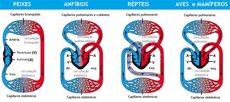 Anatomia Para Medicina Veterin Ria Sistema Circulat Rio