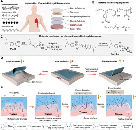 Design Of Trigger‐detachable Hydrogel Bioelectronic Interfaces A Download Scientific Diagram