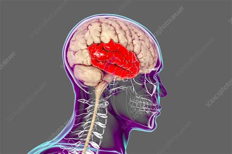 Human Brain With Highlighted Temporal Lobe Illustration Stock Image