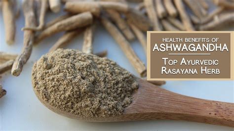 Health Benefits Of Ashwagandha Top Ayurvedic Rasayana Herb