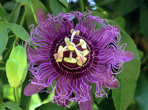 1920x1080px 1080p Free Download Untitled Passion Flower Passion Fruit Purple Passion Fruit