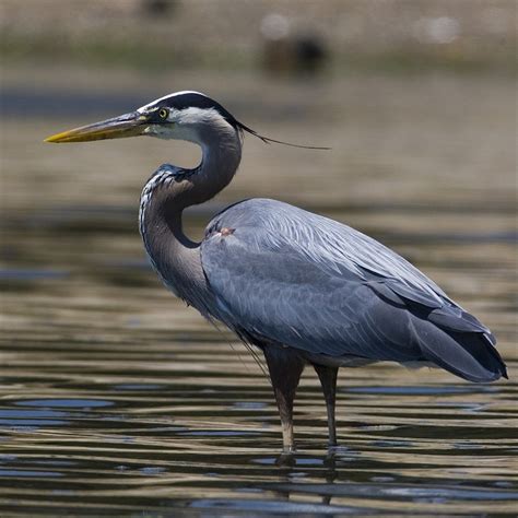 Garza Azul