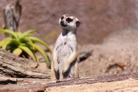 Curious Merkat Photograph by Stephen Athea - Fine Art America