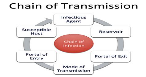 Respiratory Viruses How They Are Transmitted And The Potential Role