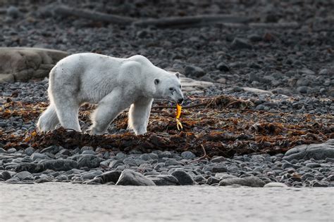 Images Of Polar Bears Eating