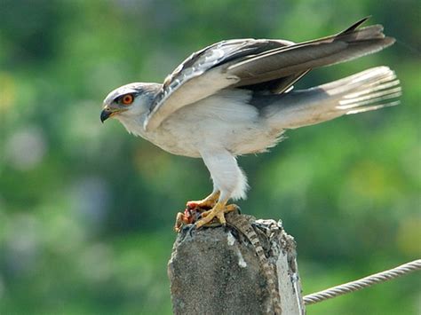 Elanus Kites (Genus Elanus) · iNaturalist