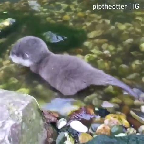 Baby river otter steps into water for the first time. : r/babyanimals