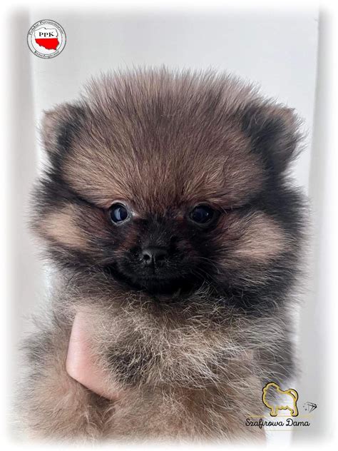 Reproduktor Pomeranian Krycie Szpic Miniaturowy Konarzewo OLX Pl