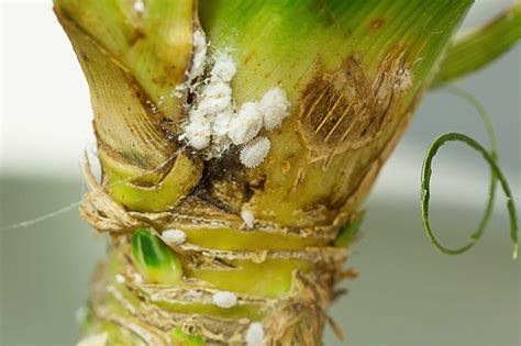 How To Control Mealybugs Hunker