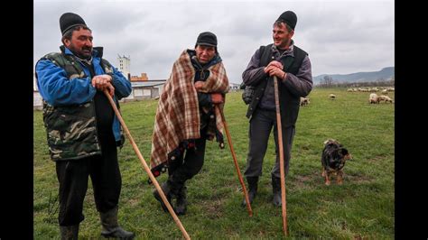 Momarlanii Nostri Din Petrila Si Au Adunat Oile Intr O Turma Mare In