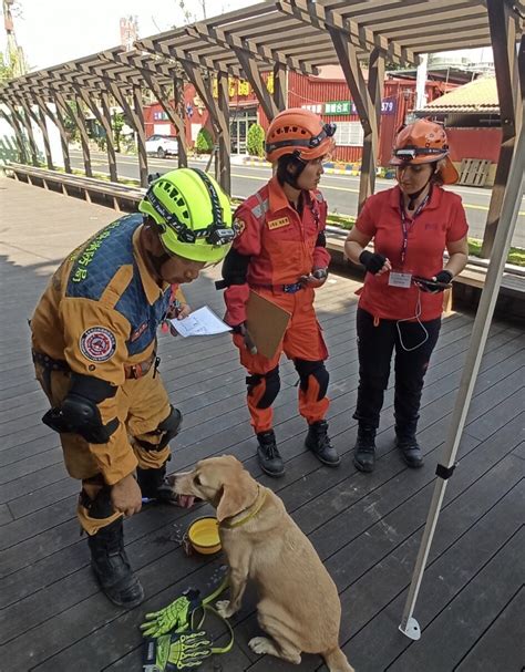 中市搜救犬再獲國際肯定！「鐵雄」通過mrt搜救犬認證測驗 玉山電子報