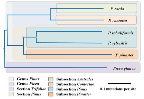 Transcriptome Characterisation Of Pinus Tabuliformis And Evolution Of