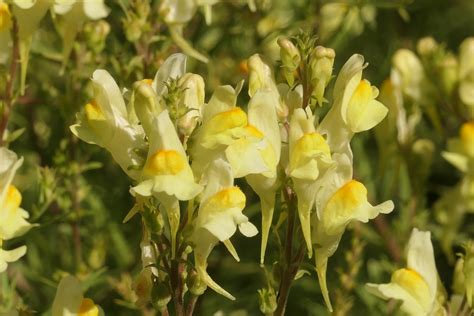 Frauenflachs Linaria Vulgaris Gew Hnliches Leinkraut Flickr