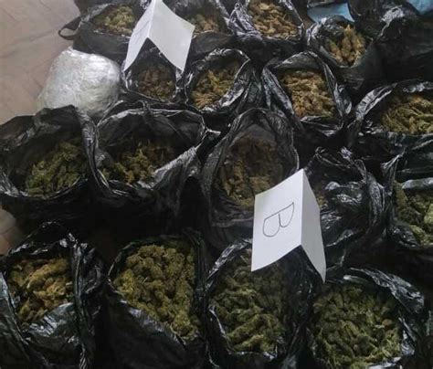 Abi Envían A La Cárcel A Hombre Que Tenía Más De 67 Kilos De Marihuana En Sacaba