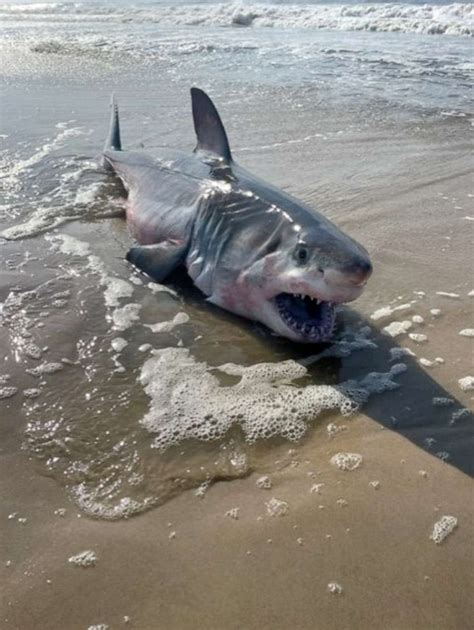 Long Island shark attacks: A timeline of the increasing phenomenon - ABC News