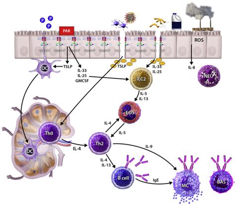 Environmental Factors In Epithelial Barrier Dysfunction Journal Of