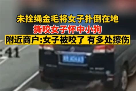 金毛扑倒女子事件双方已和解：达成赔偿协议，小狗在治疗中宠界新闻