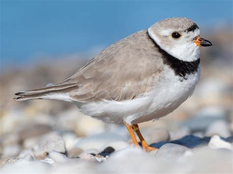 piping plover ebird