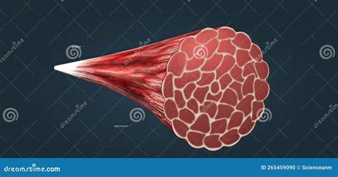 Each Skeletal Muscle Consists Of Thousands Of Muscle Fibers Wrapped