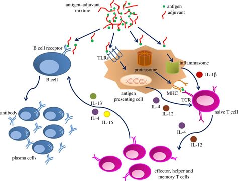 Applications Of Polymeric Adjuvants In Studying Autoimmune Responses