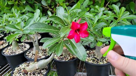 Treating Pests In Adenium Desert Rose Plants YouTube