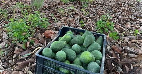 Oleada De Robos En Fincas De Aguacates De La Axarquía En Pleno Inicio